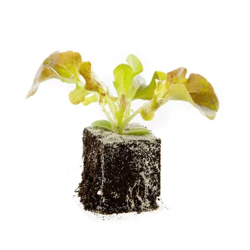 À avoir au jardin：Salade A Couper Feuille De Chene Rouge Alezan Bio. La motte de 4x4 cm