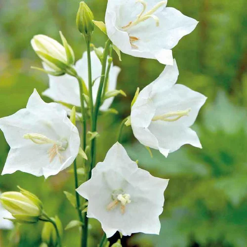 L’essentiel pour le jardin:Campanule Persicifolia blanche - Le pot de 9 x 9 cm
