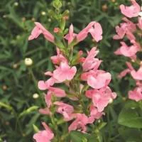 Inspiration jardin：Sauge Salvia x Jamensis - Le pot de 2 litres