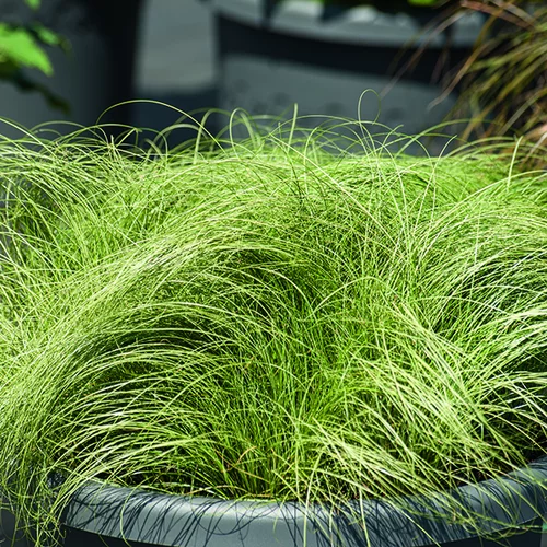 Jardin au quotidien:Carex comans Frosted Curls vert botanic®. Le pot de 1 litre