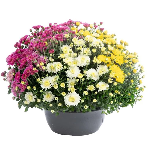 Simple dehors:Marguerite d’automne ou chrysanthème Arlequin - La coupe de Ø 32 cm