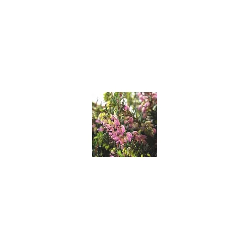 Utile jardin：Erica Darleyensis Coupe - La coupe de 25 cm