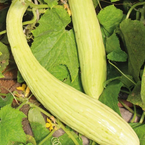 Sélection nature：Concombre Arménien Bio. Le pot de 10,5 cm