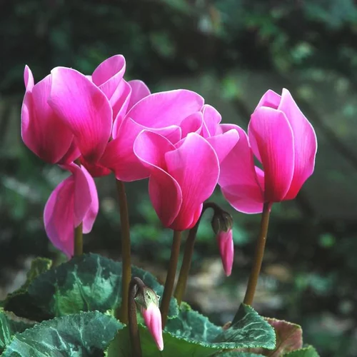 Pour votre espace vert:Mini Cyclamen - La coupe de 23 cm