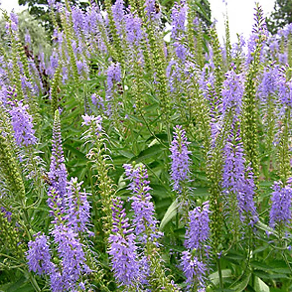6 x Véronique en épis – Veronica spicata, godet 9cm x 9cm