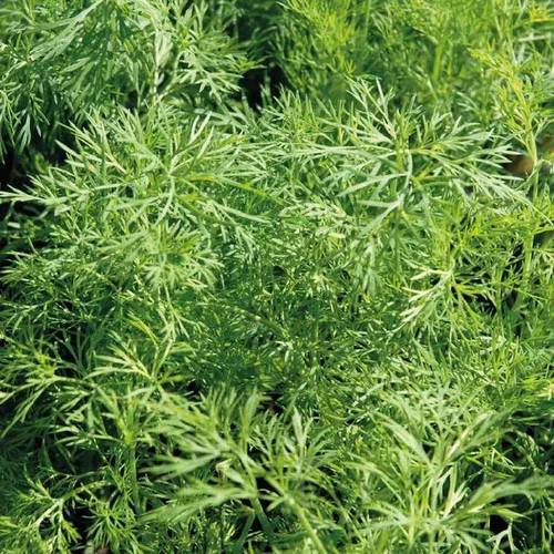 Pour un extérieur à votre image:Aneth Bio. Le pot de 1 litre