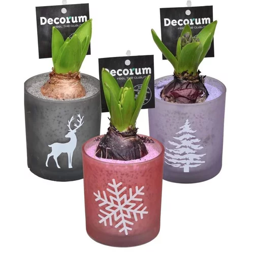 Bien pour le jardin：Jacinthe coloris varié en pot déco de 9 cm
