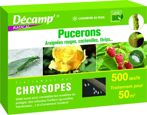 Un atout pour vos extérieurs:Chrysopes 500 oeufs