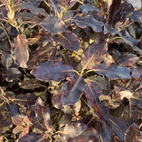 Un essentiel du jardin:Pittosporum Tenuifolium Tom Thumb. Le pot de 15 litres