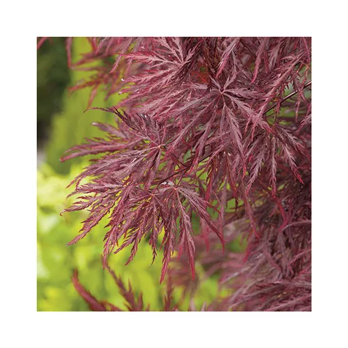 Bien pensé jardin：Erable du Japon (ACER PALMATUM DISSECTUM INABASHIDARE ) Le pot de 15 litres