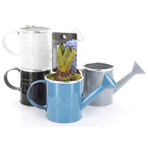 Pour aménager le jardin:Jacinthe en pot déco de 18 cm
