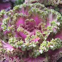 Mon jardin：Chou décoratif - Le pot de 10.5 cm