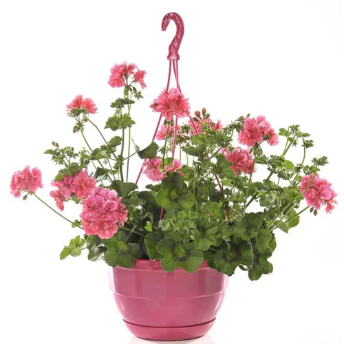 Une solution adaptée à l’extérieur:Géranium Lierre double à fleurs multicolores - La suspension Ø 27 cm