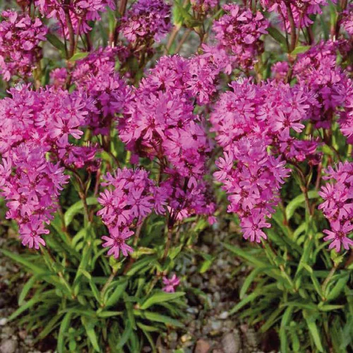 Une touche pratique au jardin：Lychnis Viscaria - Le pot de 9 x 9 cm
