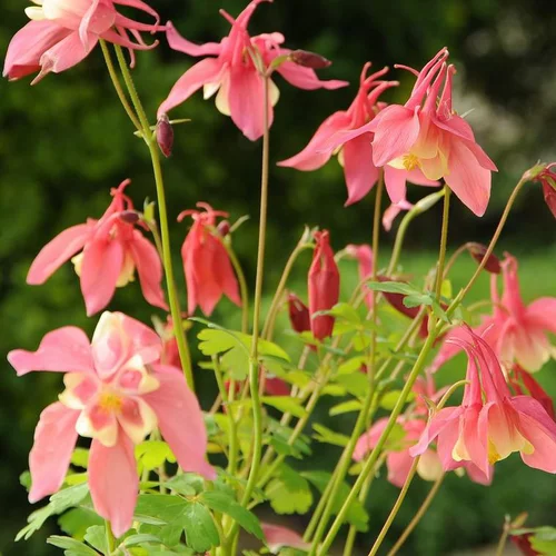 Le compagnon du jardin：Ancolie à fleurs multicolores - Le pot de 0,5 litre