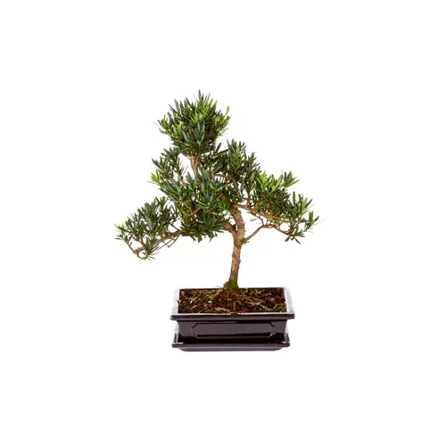 Équipement au jardin：Bonsai varié