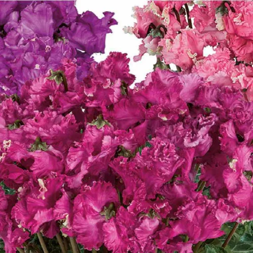 Au quotidien：Cyclamen flammé - Le pot de diamètre 14 cm.