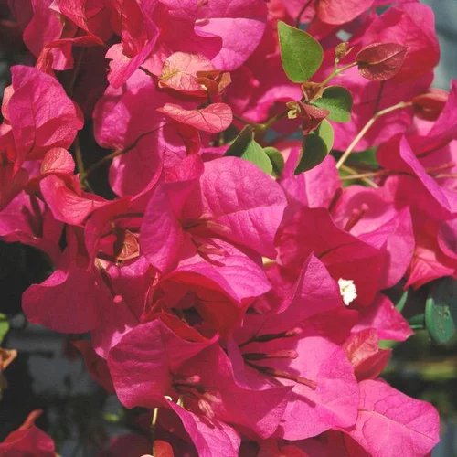 Déco jardin:Bougainvillier ou Bougainvillée Californiana à fleurs roses - Le pot Ø 17 cm avec tuteurs en pyramide
