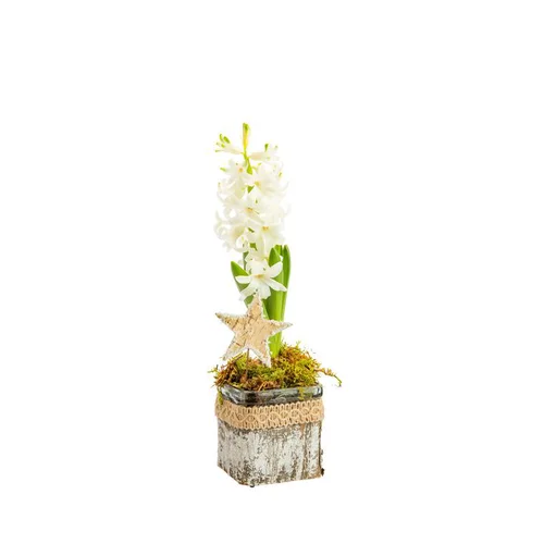 Accessoire pour le jardin：Jacinthe en verrerie décor naturel