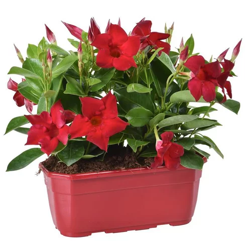 Jardin en pratique：Dipladénia buisson - La jardinière de 25 cm