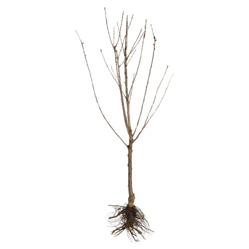 Pour votre confort en extérieur:Cerisier St Antoine® Poisdel. En racine nue, forme gobelet