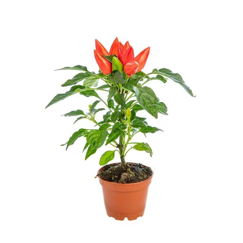 Jardin pratique:Capsicum Plante Baby en pot Ø 5,5/6 cm