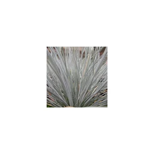 Une touche extérieure:Festuca Glauca Elijah Blue en pot