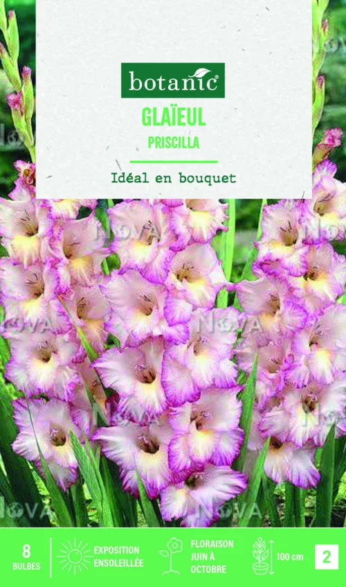 Jardin loisirs:Bulbes de fleurs Glaïeul grandes fleurs Priscilla botanic® - 8 bulbes