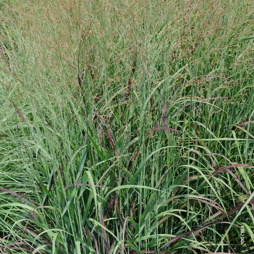 Utile dehors:Panicum Virgatum Shenandoah - Le bac carré