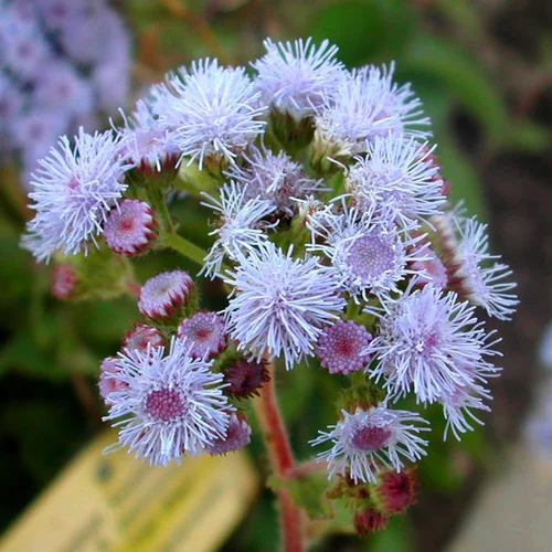 Pour profiter du jardin：Ageratum bleu. La barquette de 6 plants