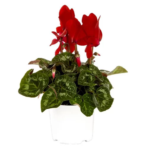 Esprit extérieur：Mini cyclamen rouge - Le pot de diamètre 10,5 cm