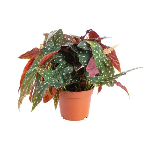 Jardin & confort：Bégonia maculata - Le pot de Ø 14 cm