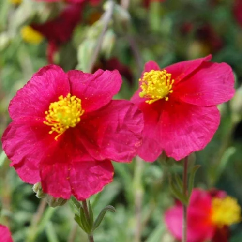 Parfait au jardin:Helianthemum - Le pot de 2 litres