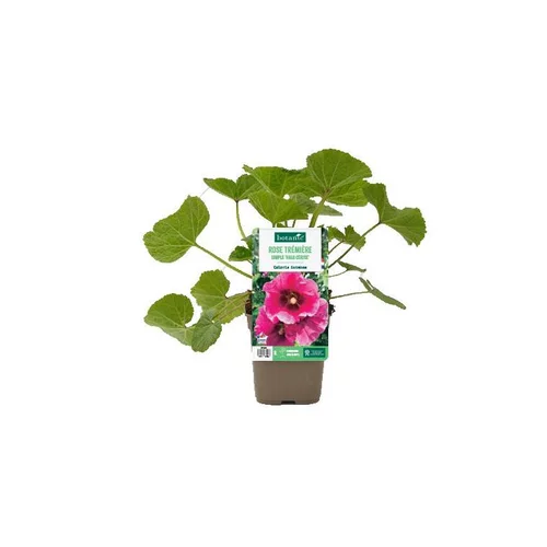 Pour un jardin agréable:Rose trémière simple ‘Halo Cerise’ - Le pot de 1 litre