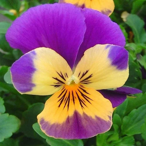 Choix pratique：violette cornue - La jardinière de 40 cm
