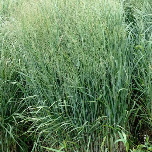 Pour un jardin bien organisé:Panicum Raide 'Heavy Metal' - Le pot de 4 litres