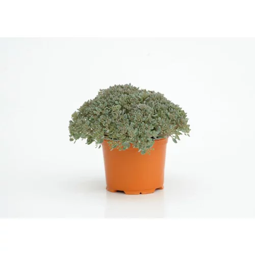 Une idée maline pour le jardin:Sedum Painted Pebble - Le pot diam 12 cm