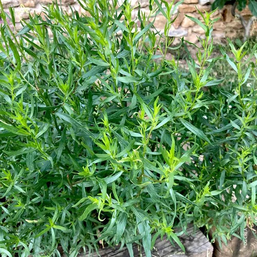 Idée extérieur:Artemisia Bio. Le pot de 9x9 cm
