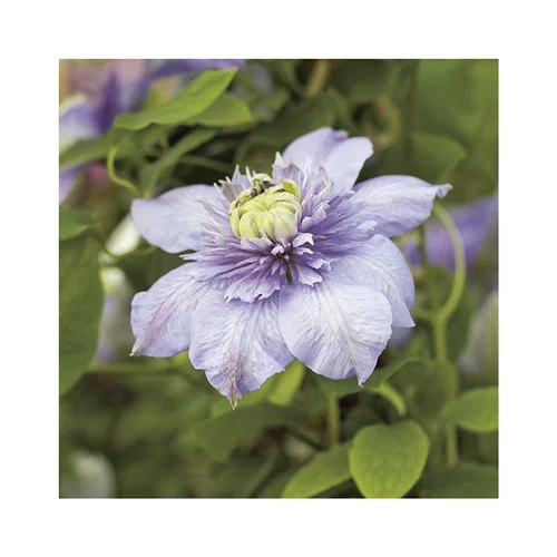 Jardin pratique：CLEMATITE BLUE LIGHT ®. Le pot de 3 litres