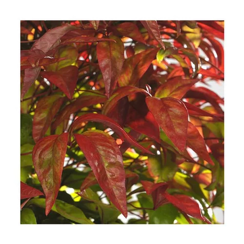 Jardin inspiration:Nandina Tuscan Flame rouge en pot