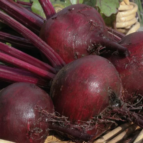 La solution pour vos extérieurs：Betterave Rouge Bolivar Bio. La barquette de 6 plants