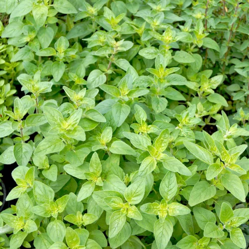 Esprit extérieur：Basilic Citron Bio. Le pot de 1 litre