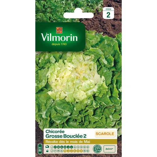 Accessoire jardin:Chicorée Grosse Bouclée 2 Vilmorin - graines à semer