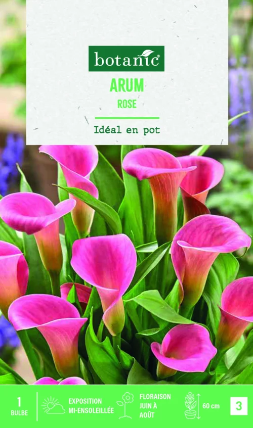 Extérieur loisirs:Bulbe de fleurs Arum rose botanic® - 1 bulbe