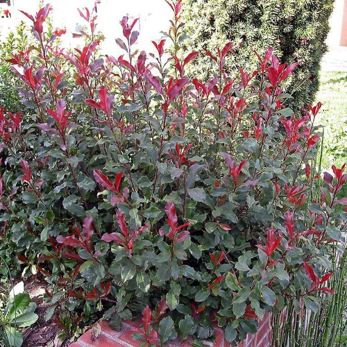 Essentiel pratique：Photinia Fraseri Corallina rouge en pot de 4 L