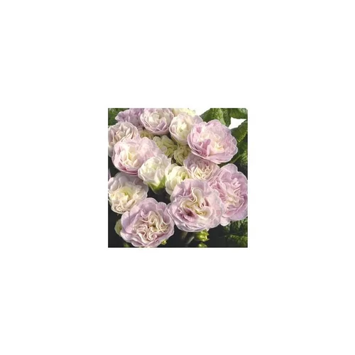 Facile jardin：Primula Belarina Pink Champagne - Le pot de 1 litre
