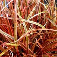 Facile au jardin:Uncinia Rubra - Le pot de 3 litres