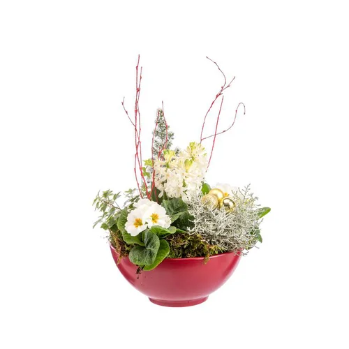 Plaisir au jardin:Composition jacinthes et primevère en coupe rouge