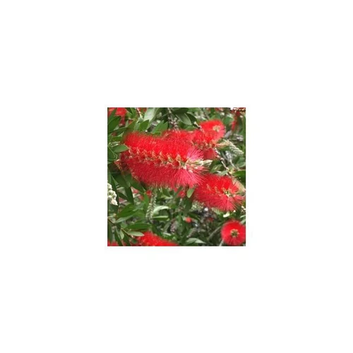 Une solution adaptée au jardin：Arbre aux écouvillons ou Callistemon Laevis - Le pot de 2,5 litres