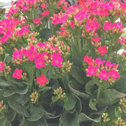 Jardin & nature：Kalanchoe - La pot de 1,4 litre